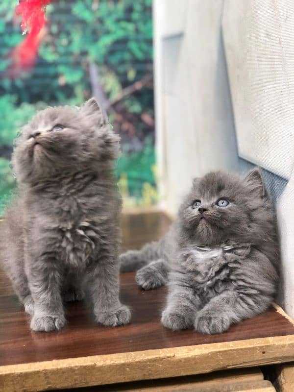 Persian Punch face triple coat cat Kitten 2