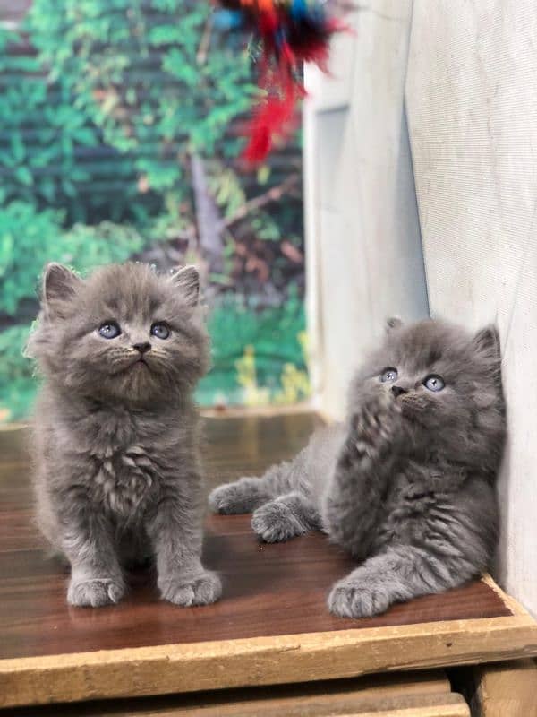 Persian Punch face triple coat cat Kitten 4
