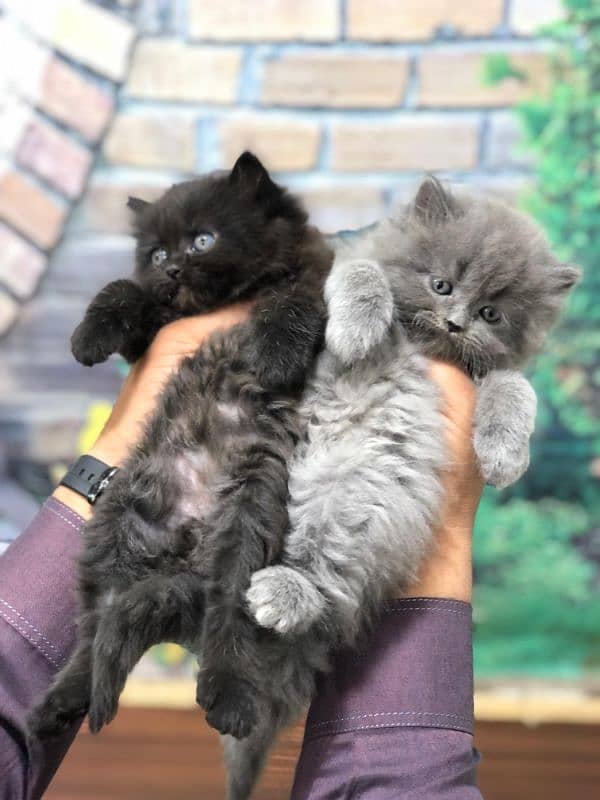 Persian Punch face triple coat cat Kitten 6