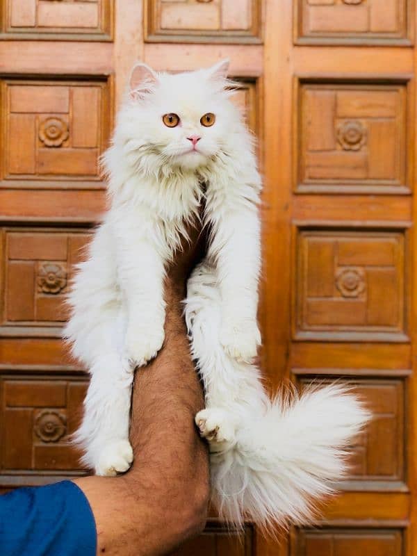 Persian Punch face triple coat cat Kitten 9
