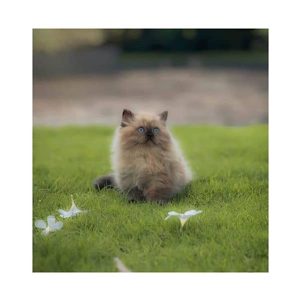 Persian Punch face triple coat cat Kitten 14