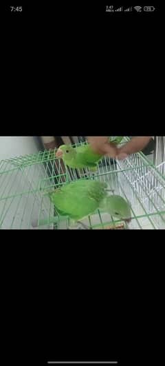 Green Ringneck Chicks
