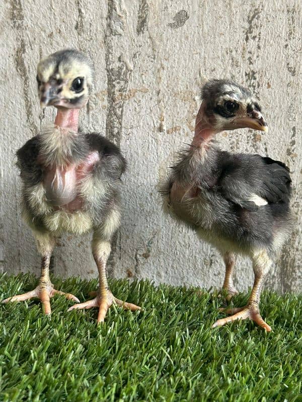 Thai aseel chicks 1