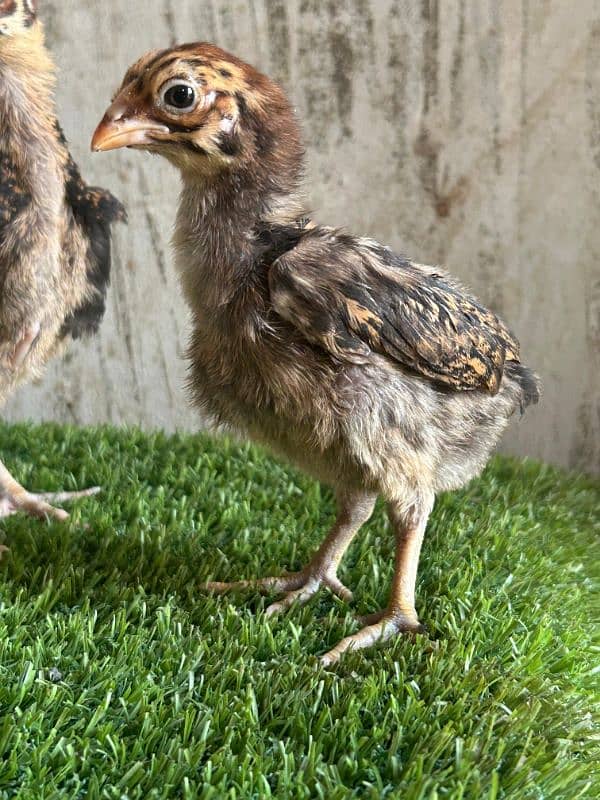 Thai aseel chicks 2