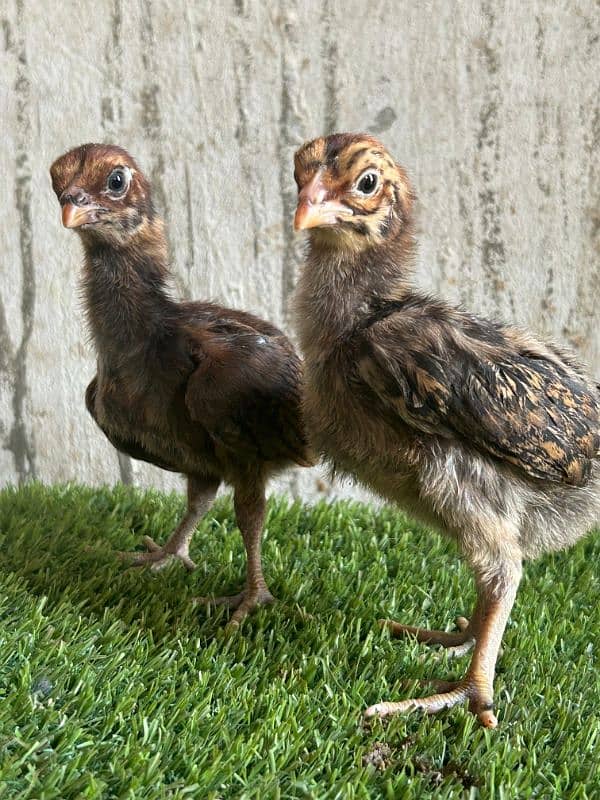 Thai aseel chicks 3