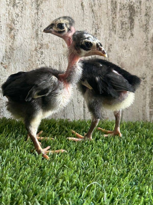 Thai aseel chicks 4