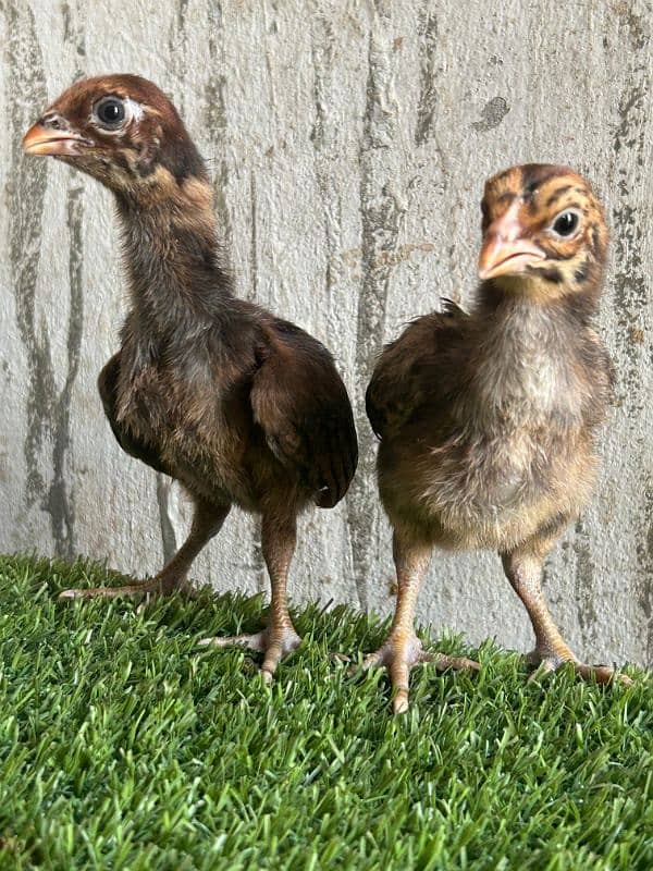 Thai aseel chicks 6