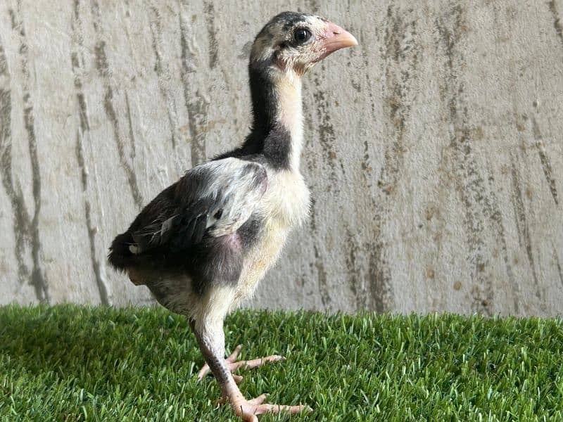 Thai aseel chicks 7