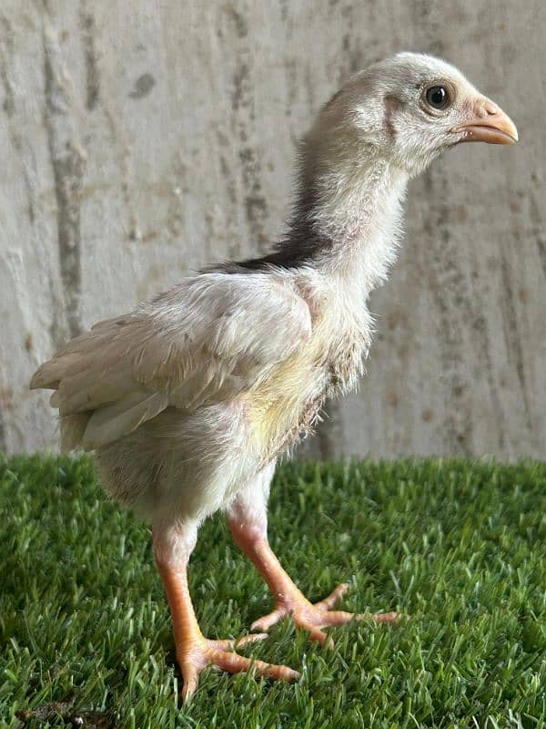 Thai aseel chicks 11