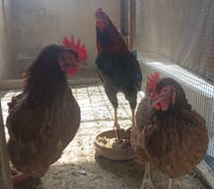 Lohmen Brown Hen