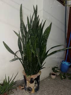 SNAKE plant