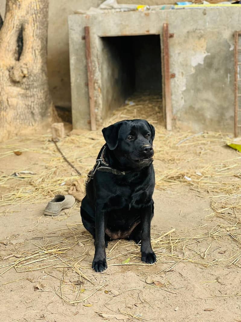 British Labra | Labrador For Sale 2
