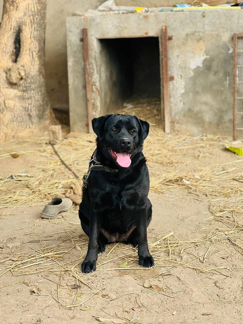 British Labra | Labrador For Sale 1
