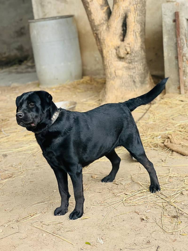 British Labra | Labrador For Sale 0