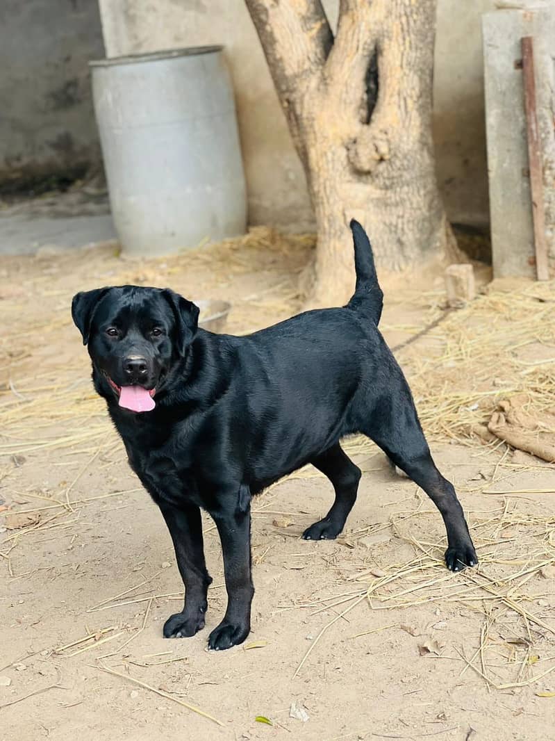 British Labra | Labrador For Sale 4