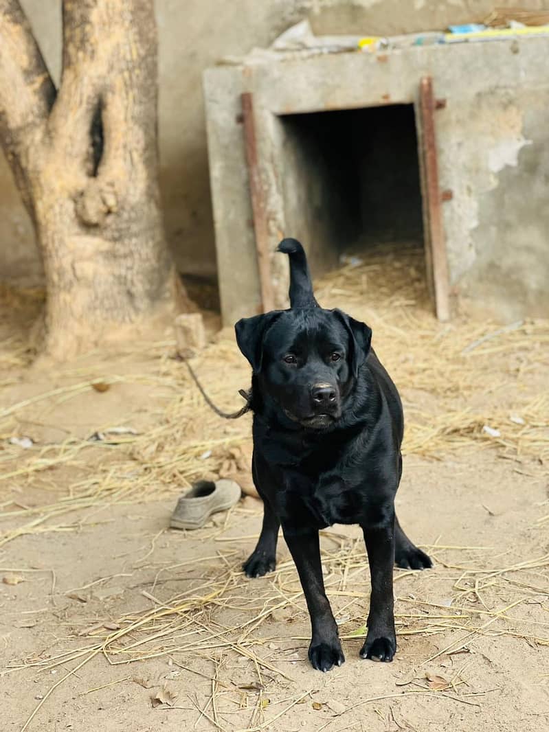 British Labra | Labrador For Sale 6