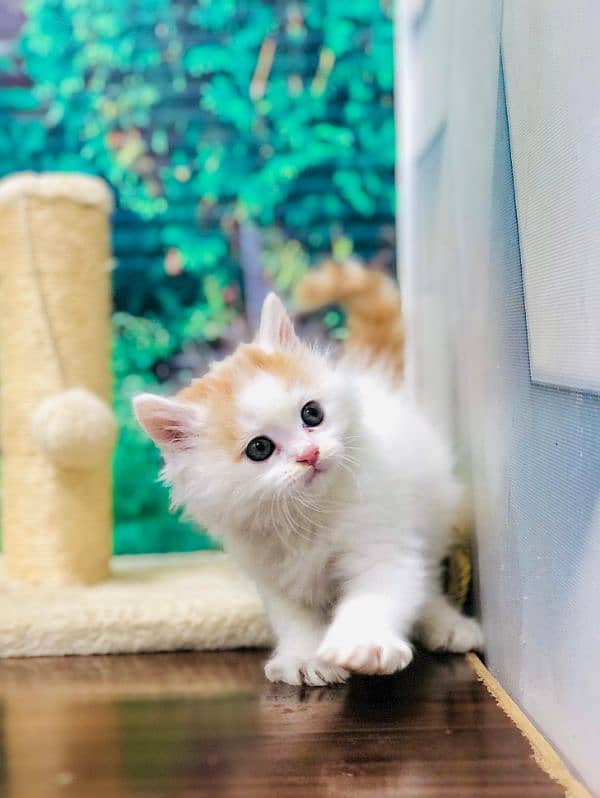 Persian triple coated punch face kitten available for sale 16