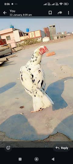 aseel
