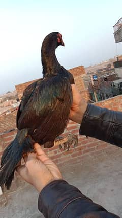 aseel