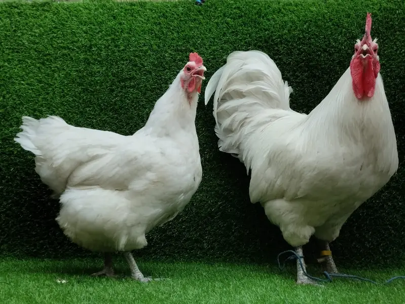 Rir Heritage| White Australorp| Black Blue Australorp  Eggs and Chicks — photo 2