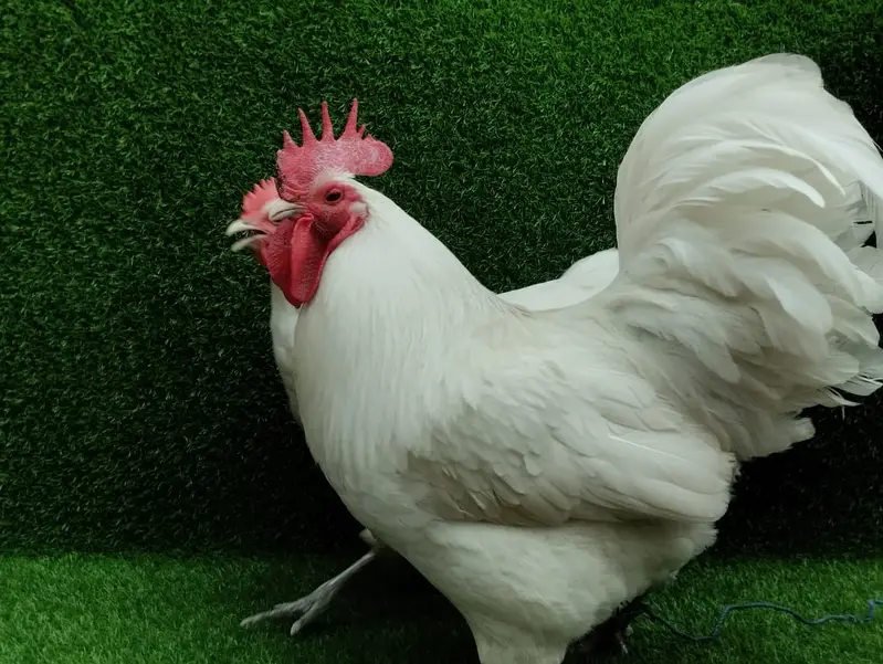 Rir Heritage| White Australorp| Black Blue Australorp  Eggs and Chicks — photo 3