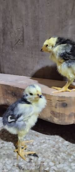 black O Shamo chicks
