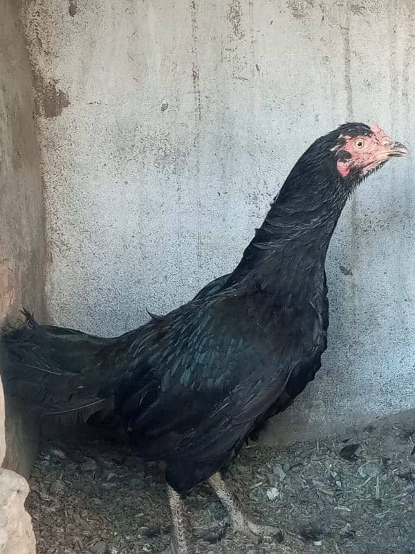 3 murghian or 1 murgha for sale hai 0