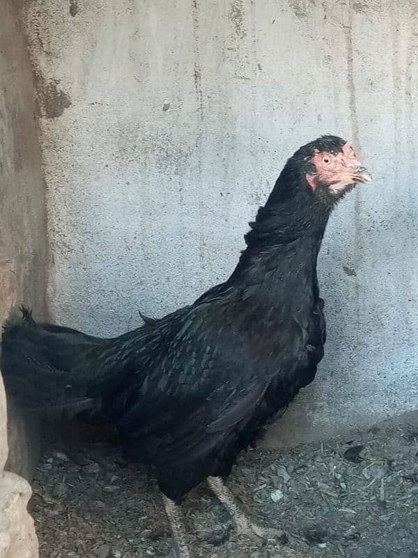 3 murghian or 1 murgha for sale hai 1