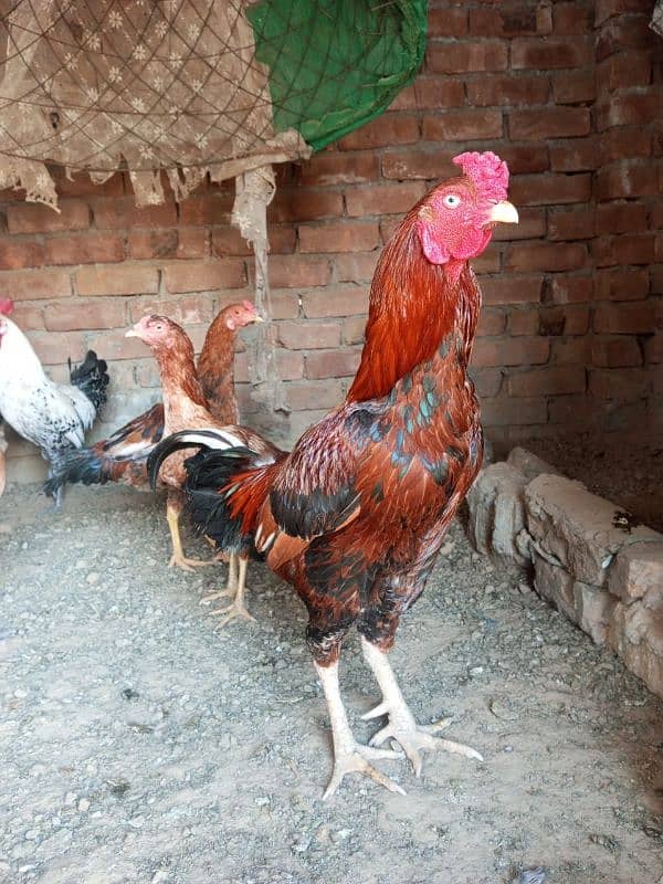3 murghian or 1 murgha for sale hai 2