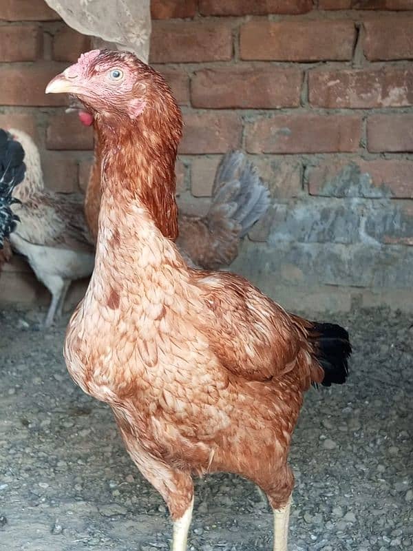 3 murghian or 1 murgha for sale hai 3