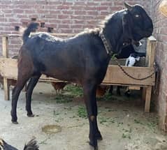 Qurbani k liye Bakra