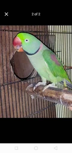 Raw parot for sale