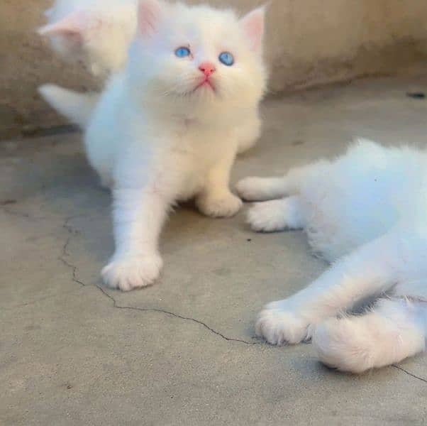 pershian breat 1