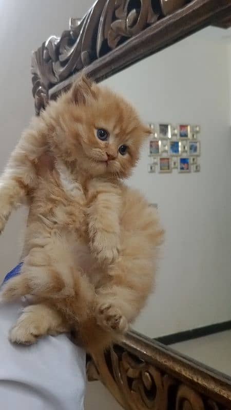 Persian kittens 1