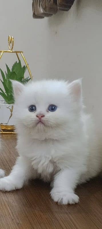 Persian kittens 2
