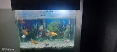 Aquarium with gold fishes for Sale