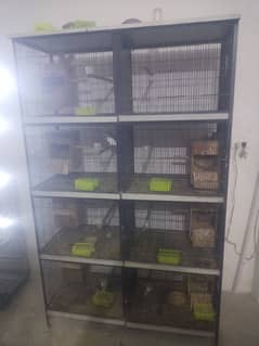 Cage And Breeder Pairs For Sale