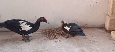 mascovy