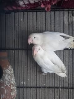 lovebirds for sale 3 pairs price negotiable