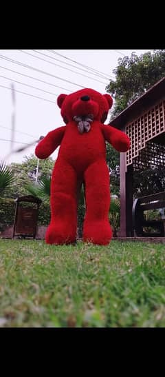 teddy
