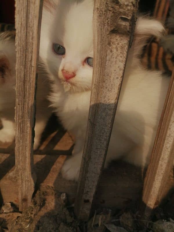 white Persian pair 2nd cotted 4