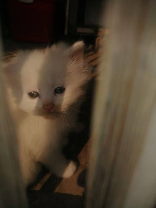 white Persian pair 2nd cotted 5