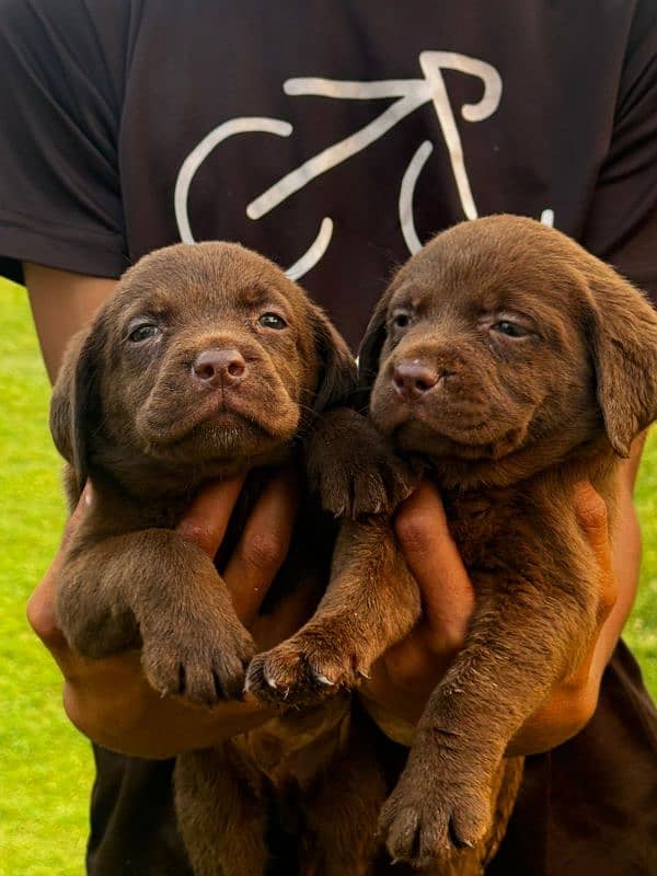 chocolate Labrador 0
