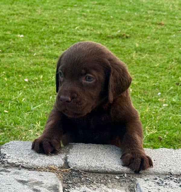 chocolate Labrador 1