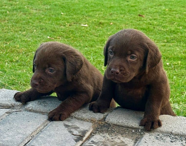 chocolate Labrador 2