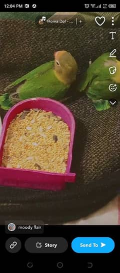 love birds
