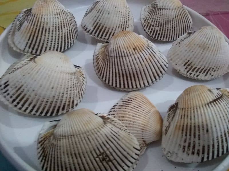 Sea shells under 3 inches 8 piece pairs 0