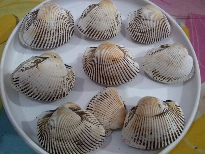 Sea shells under 3 inches 8 piece pairs 1