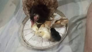 hen with cheeks.