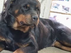 Rott female for sale